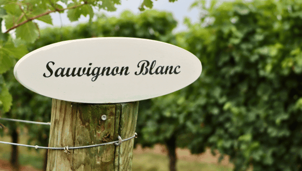 Best Sauvignon Blanc Wine