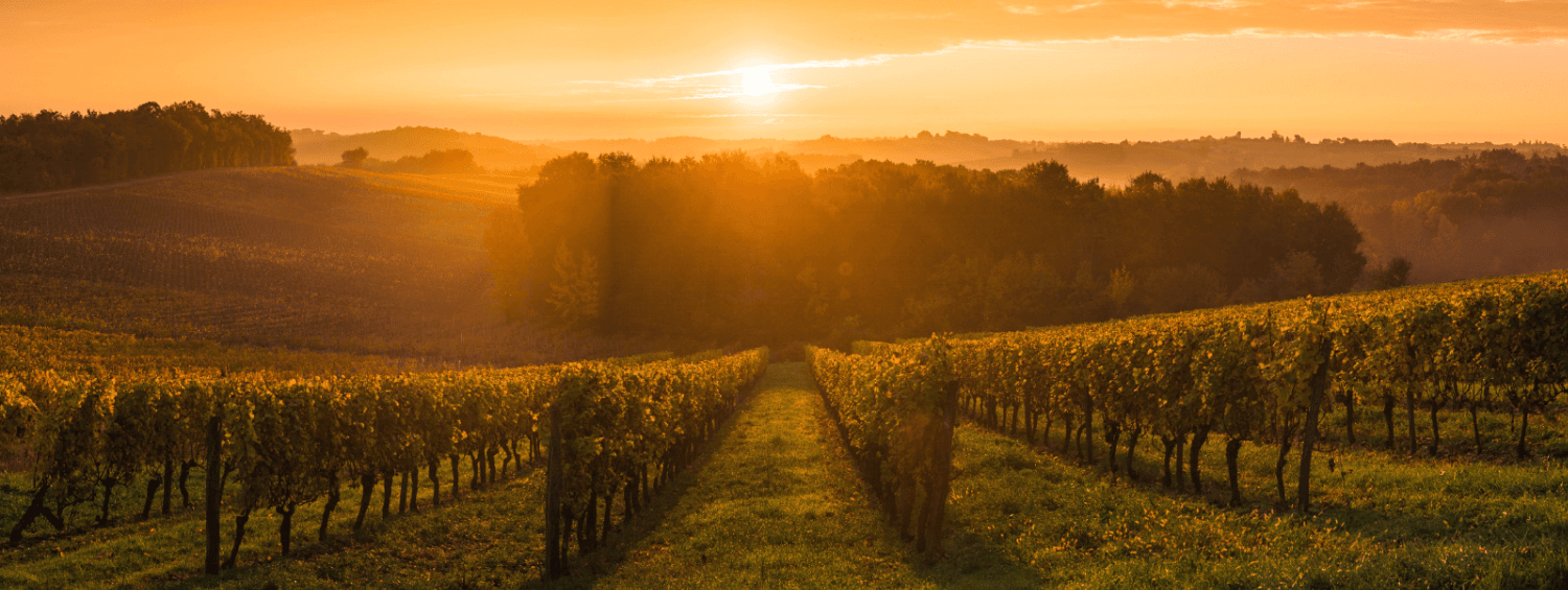 Organic Wine Vineyard in Autumn