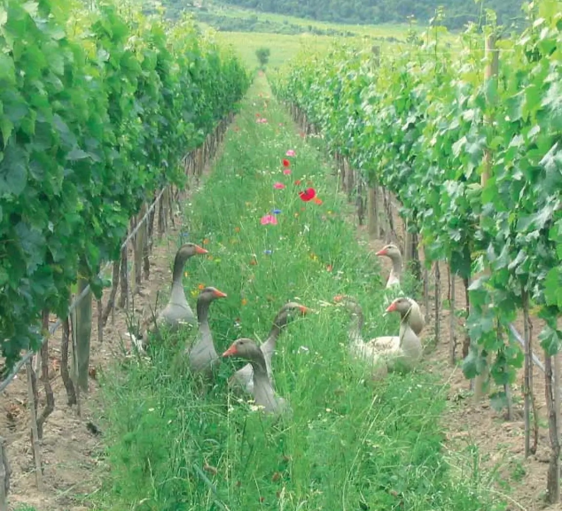 Organic Wine Vineyard